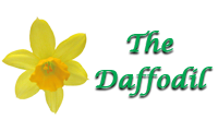 Daffodil Mid Week Event
